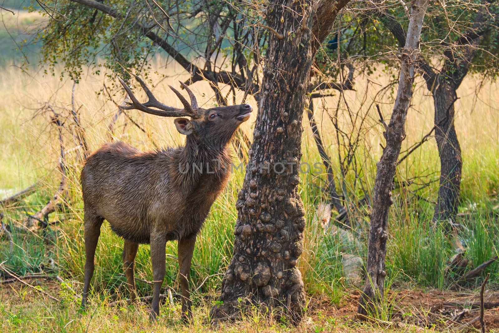 Male sambar (Rusa unicolor) deer eating tree leaves in the forest. Sambar is large deer native to the Indian subcontinent and listed as vulnerable spices. Ranthambore National Park, Rajasthan, India