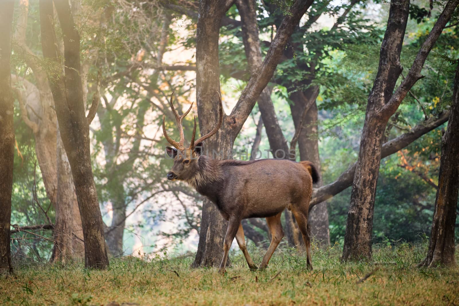 Male sambar Rusa unicolor deer in Ranthambore National Park, Rajasthan, India by dimol