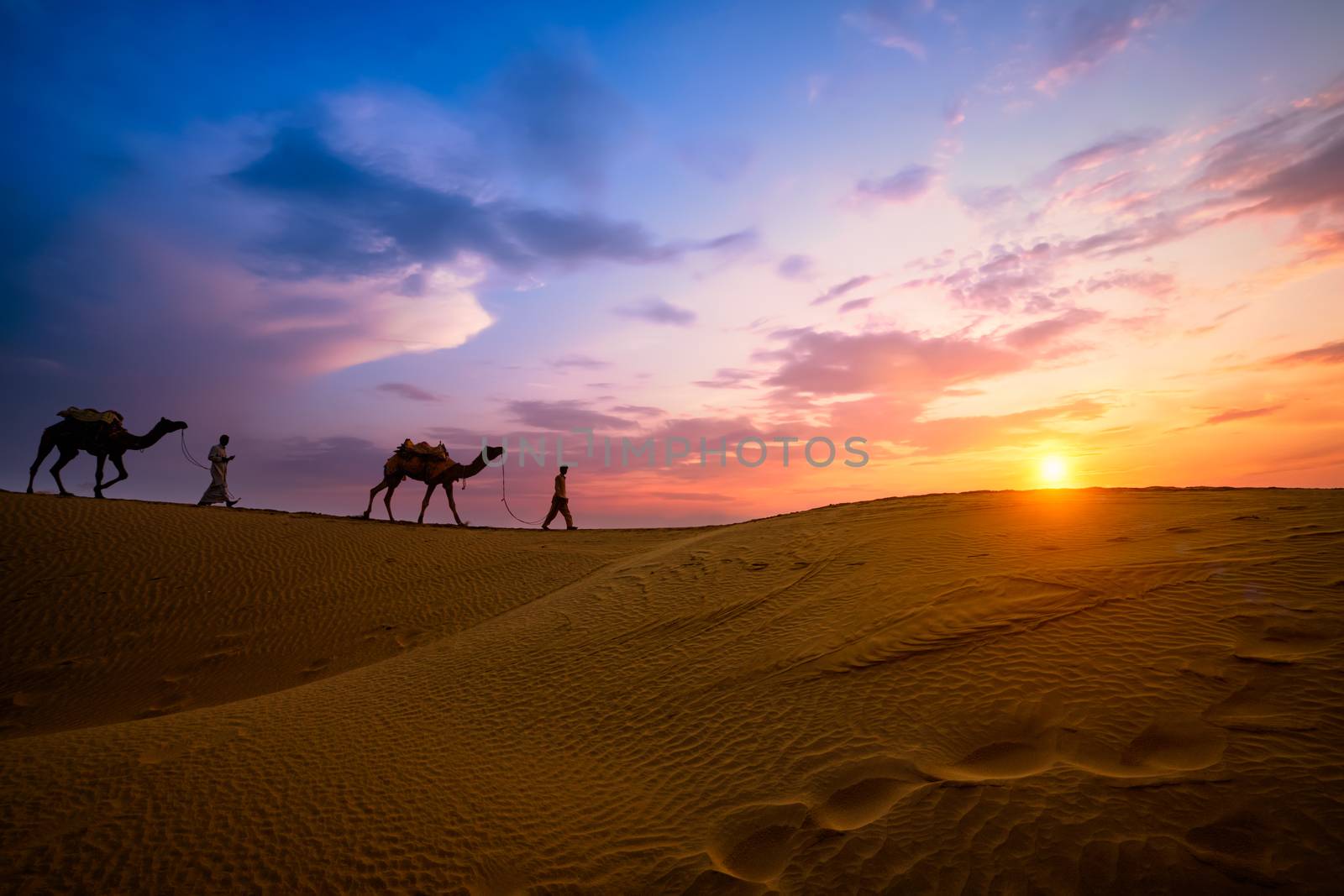 Indian cameleers camel driver with camel silhouettes in dunes on sunset. Jaisalmer, Rajasthan, India by dimol