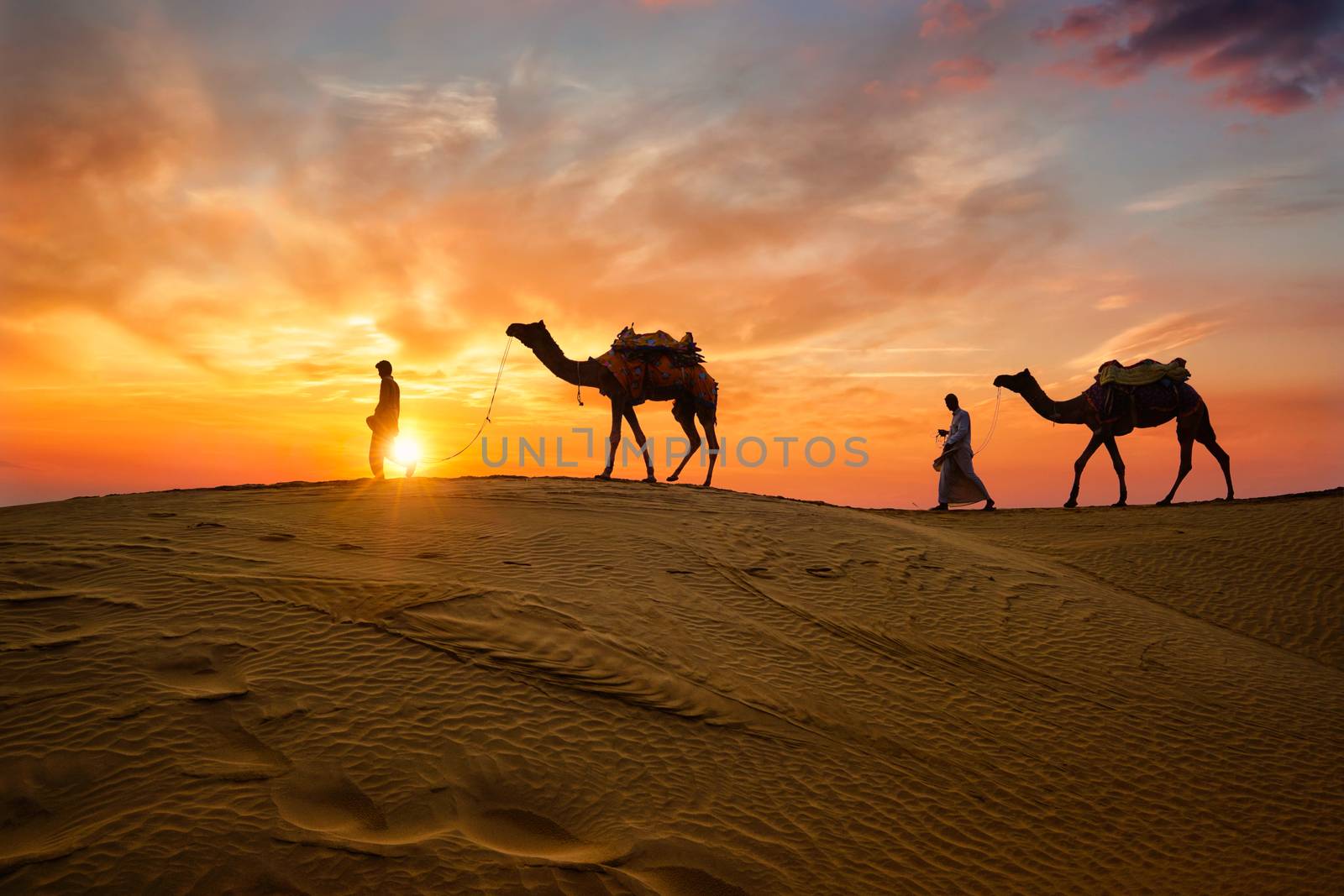 Indian cameleers camel driver with camel silhouettes in dunes on sunset. Jaisalmer, Rajasthan, India by dimol