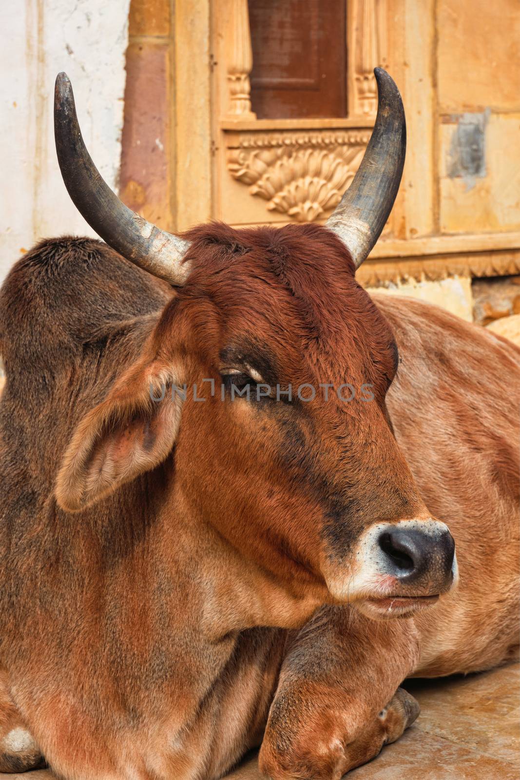 Indian cow resting sleeping in the street. Cow is a sacred animal in India. Jasialmer fort, Rajasthan, India