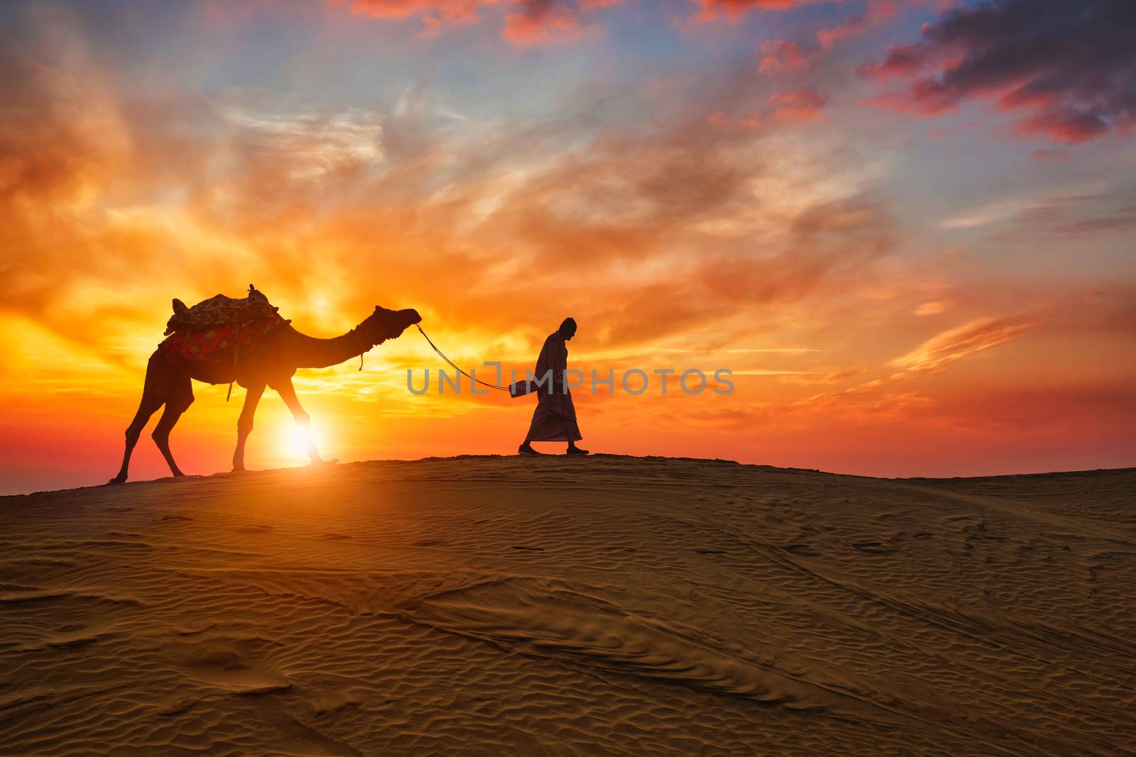 Indian cameleer camel driver with camel silhouettes in dunes on sunset. Jaisalmer, Rajasthan, India by dimol