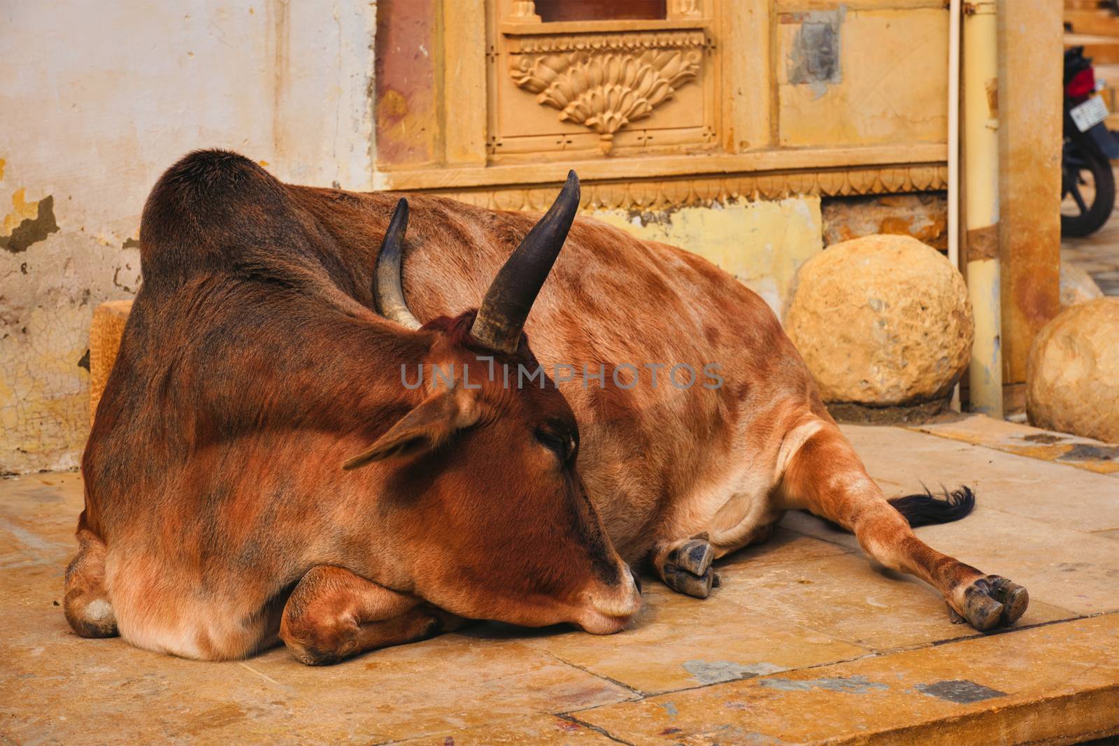Indian cow resting sleeping in the street. Cow is a sacred animal in India. Jasialmer fort, Rajasthan, India