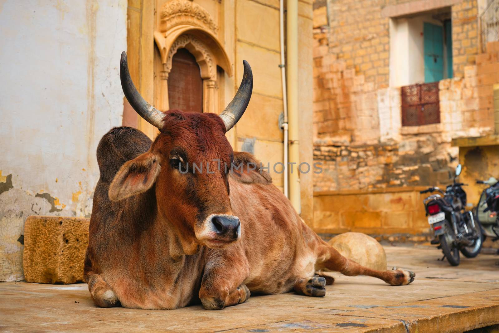 Indian cow resting sleeping in the street. Cow is a sacred animal in India. Jasialmer fort, Rajasthan, India