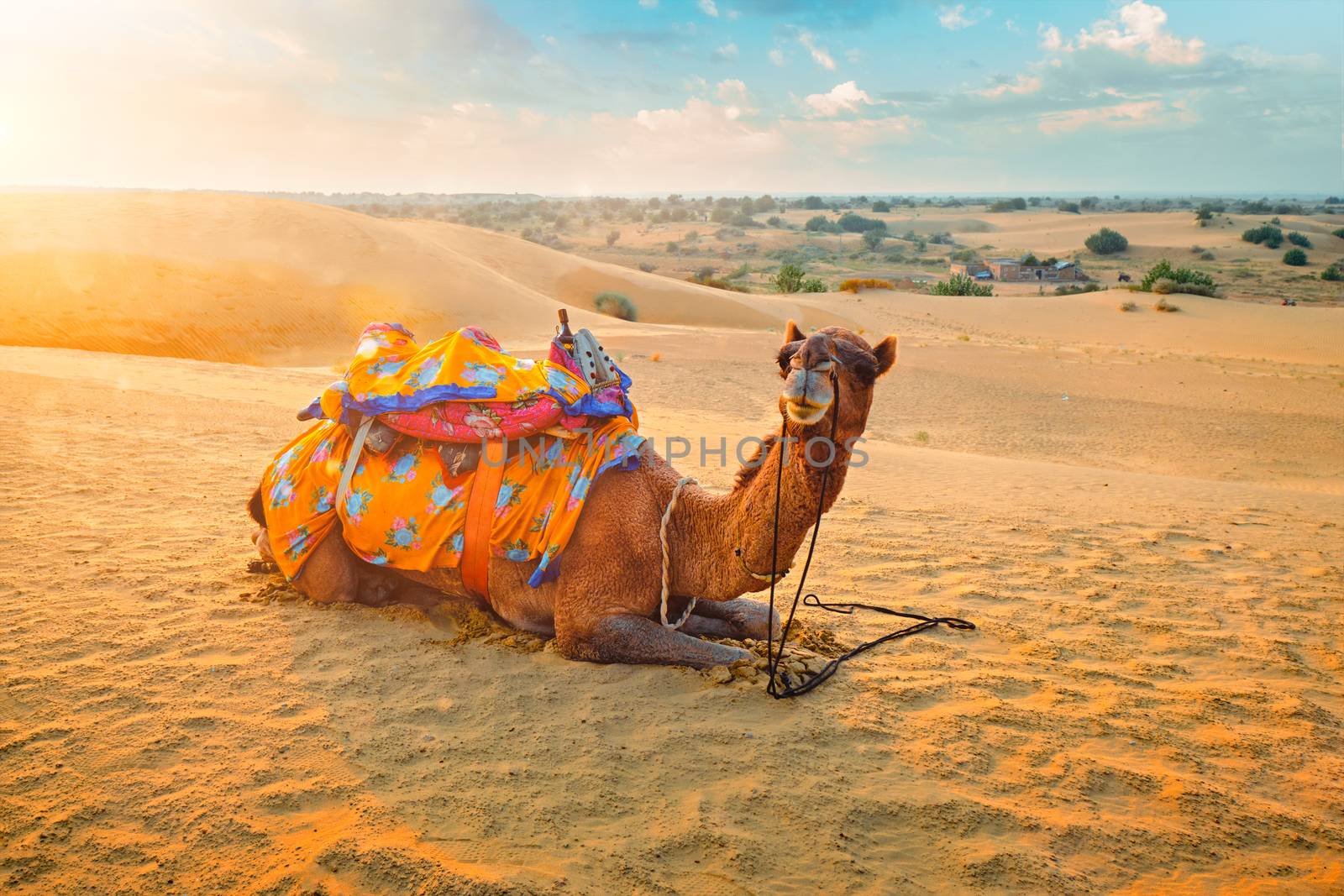 Indian camel in sand dunes of Thar desert on sunset. Jaisalmer, Rajasthan, India by dimol