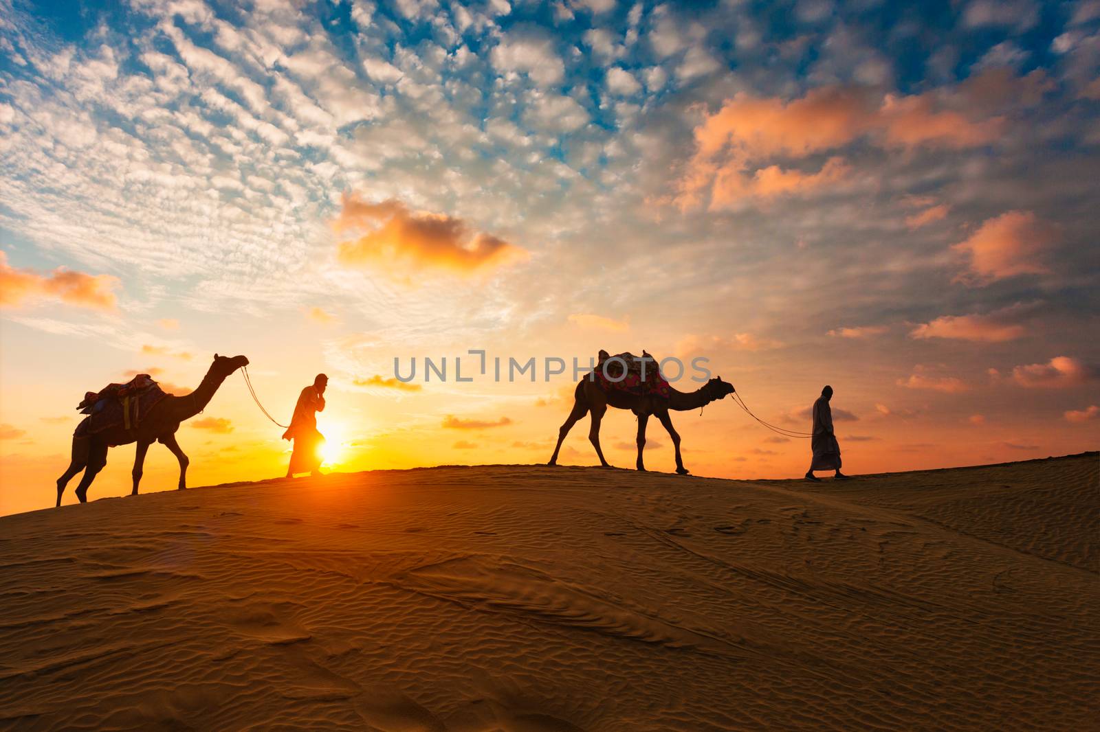 Indian cameleers (camel driver) bedouin with camel silhouettes in sand dunes of Thar desert on sunset. Caravan in Rajasthan travel tourism background safari adventure. Jaisalmer, Rajasthan, India