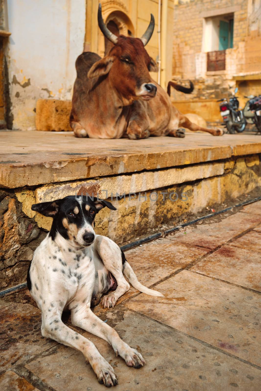 Indian cow and dog resting sleeping in the street. Cow is a sacred animal in India. Jasialmer fort, Rajasthan, India
