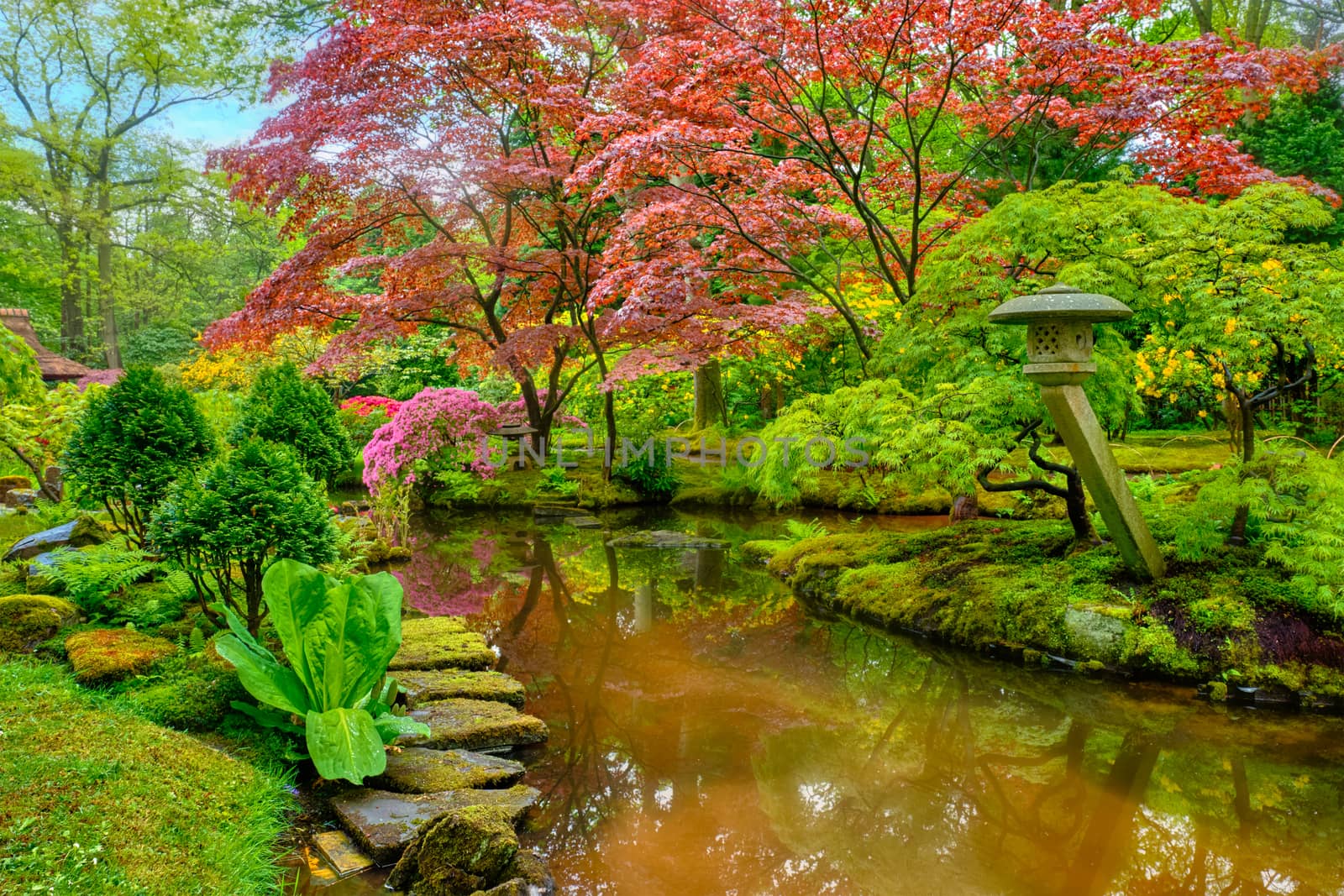 Little Japanese garden after rain, Park Clingendael, The Hague, Netherlands