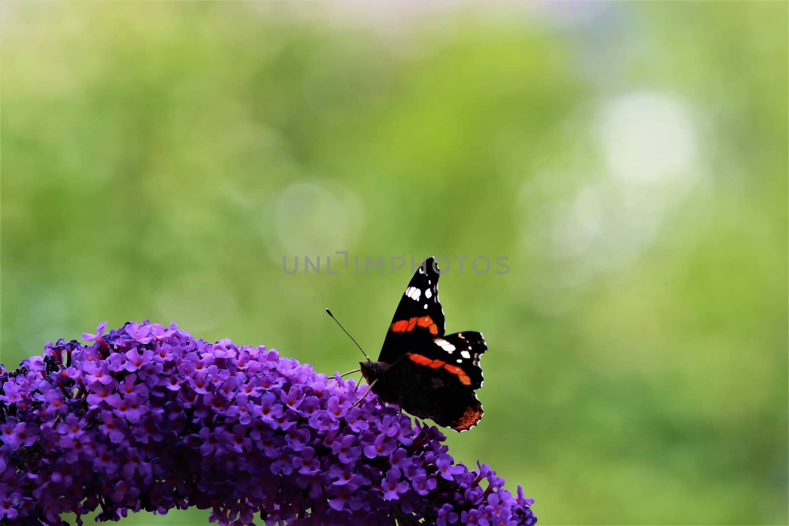 Nymphalidae,Admiral Vanessa atalanta butterfly on a summer lilac against a green blurry background