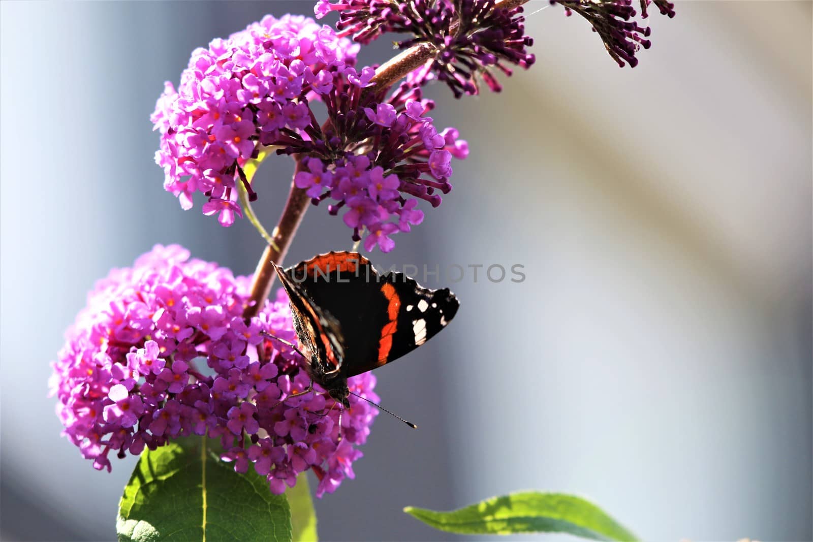 Nymphalidae,Admiral Vanessa atalanta butterfly on a summer lilac against a blurry background