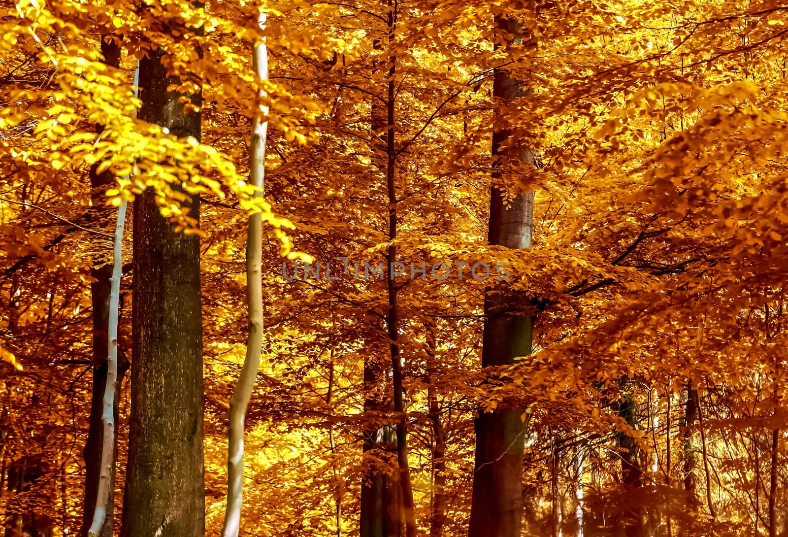 Beautiful panorama view on a golden autumn landscape in the middle of october