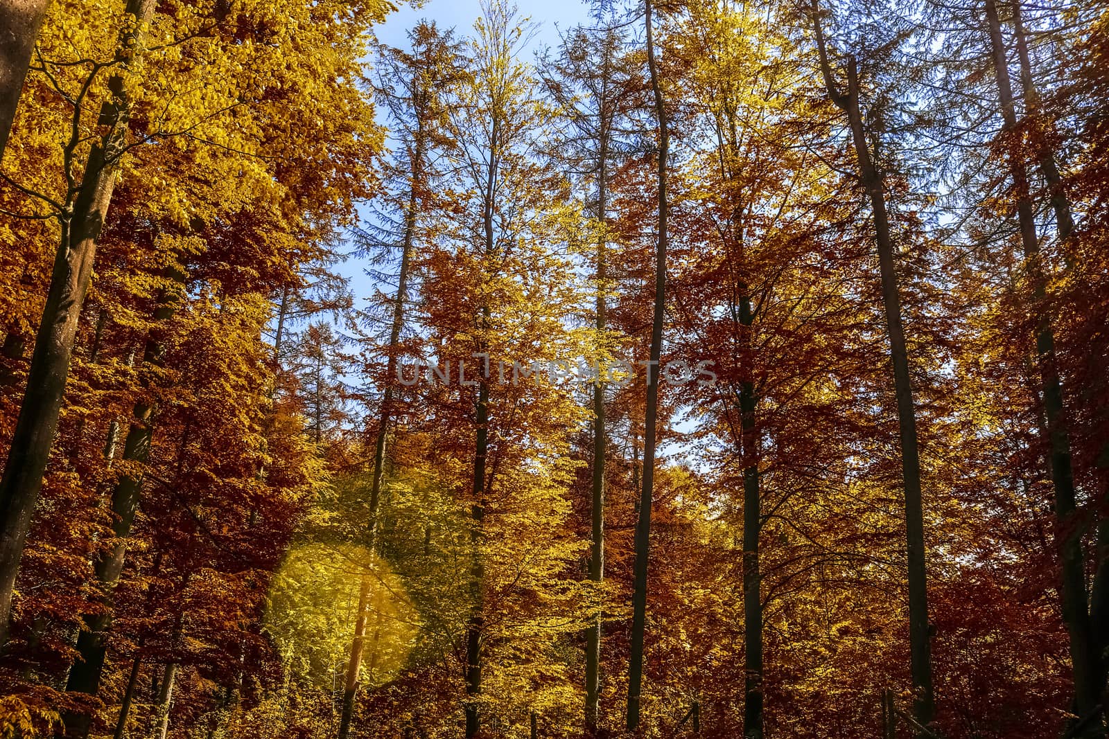 Beautiful panorama view on a golden autumn landscape in the middle of october