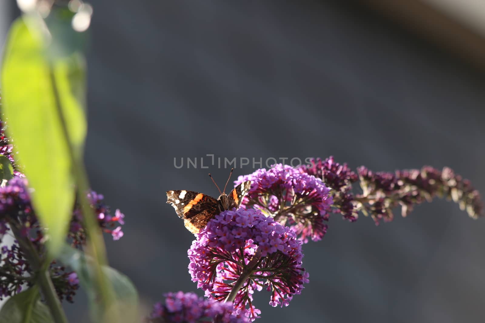 Nymphalidae,Admiral Vanessa atalanta butterfly on a summer lilac against a blurry background