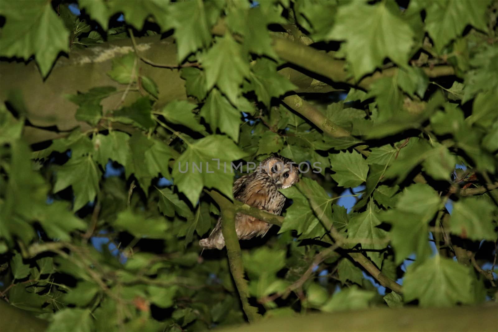 A tawny owl sits in the foliage of the plane tree