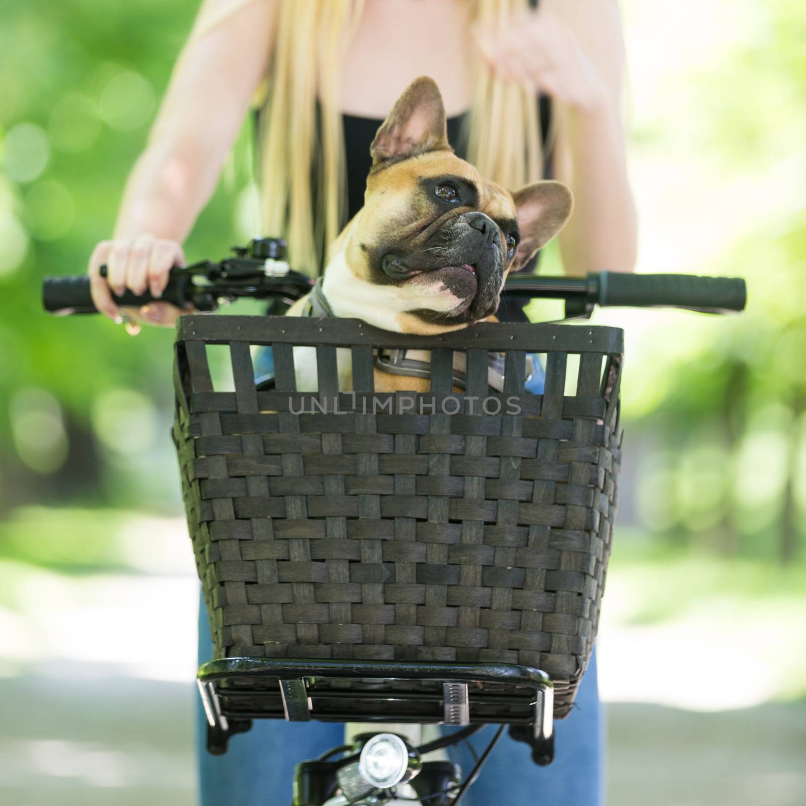 French bulldog dog enjoying riding in bicycle basket in city park.