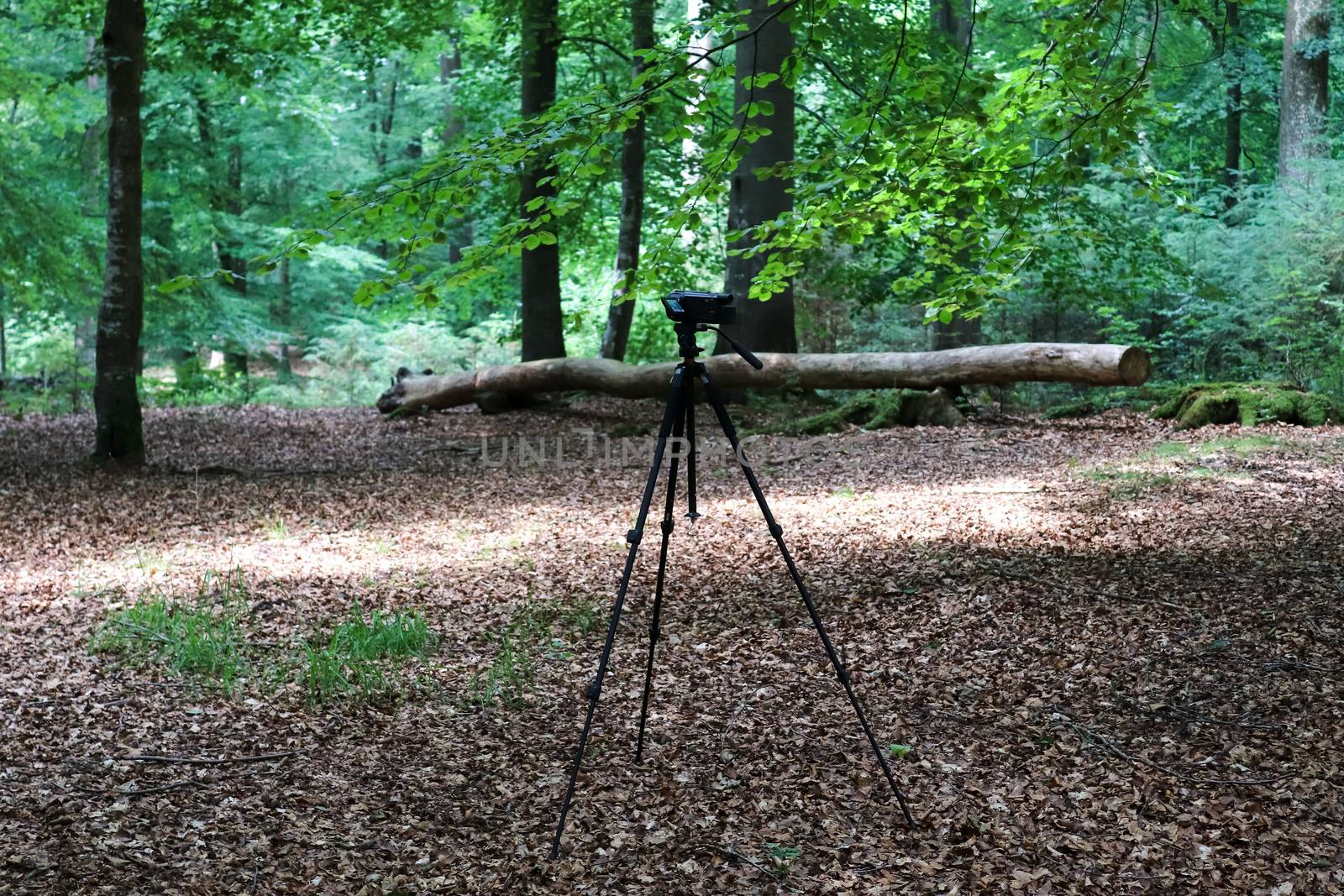 Camera on a tripod standing in a forest with no people around