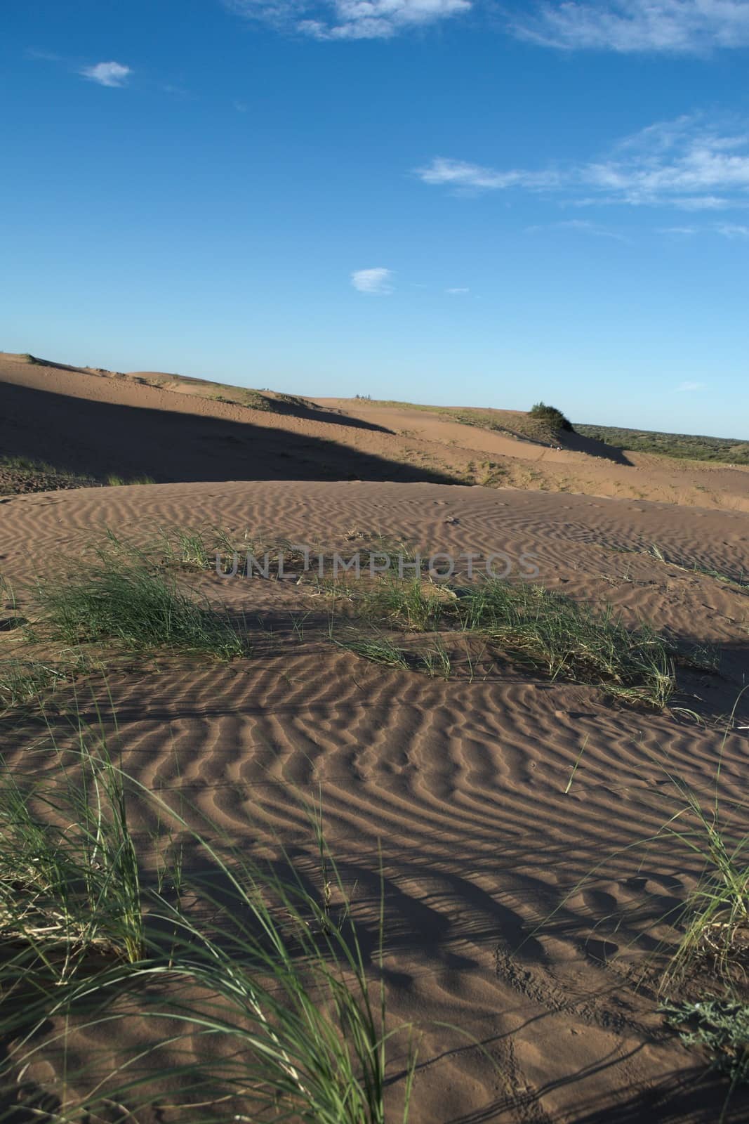 Sand ripples with sparse vegetation under a clear blue sky in the desert of Lavalle, province of Mendoza, Argentina