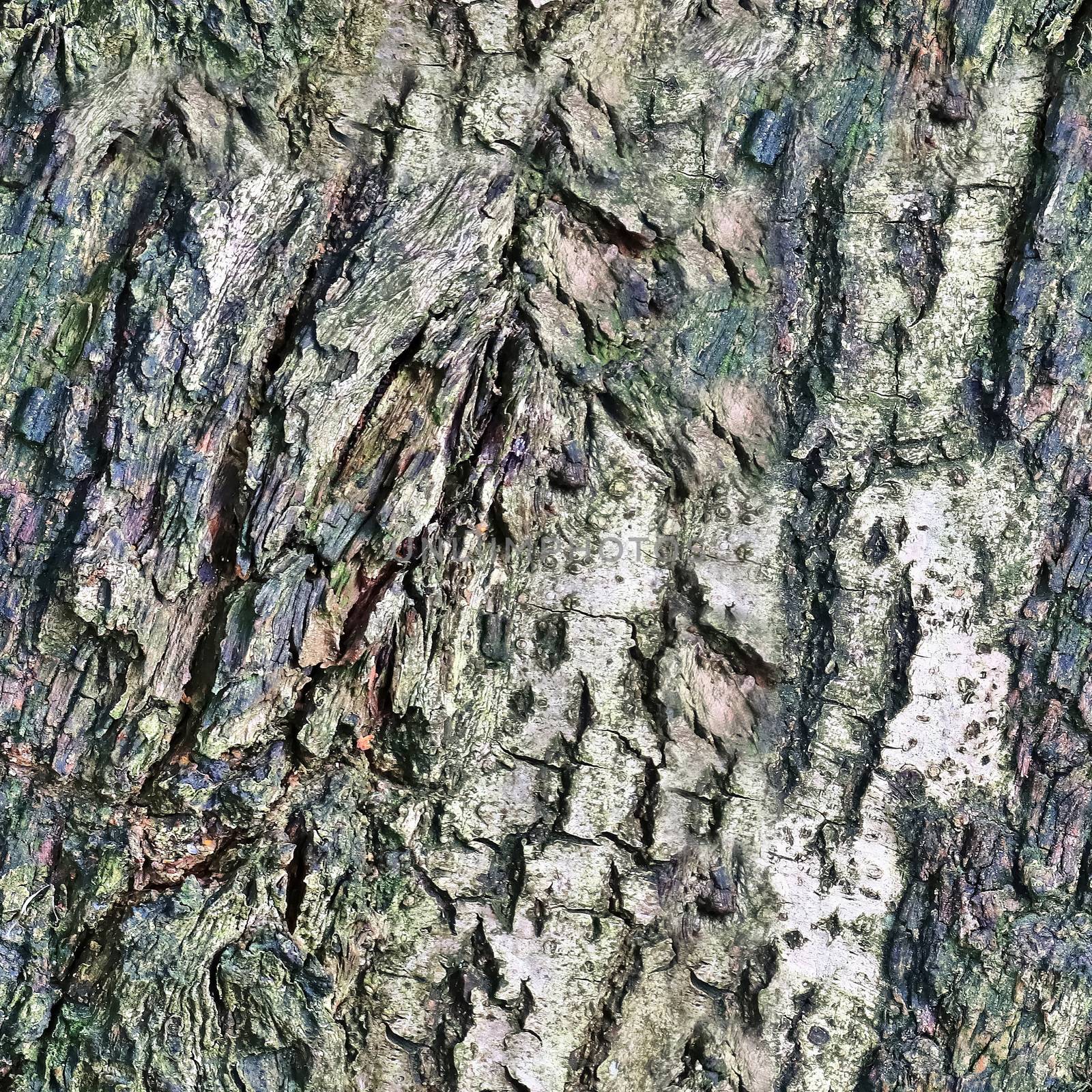 High resolution photo realistic seamless texture pattern of tree by MP_foto71