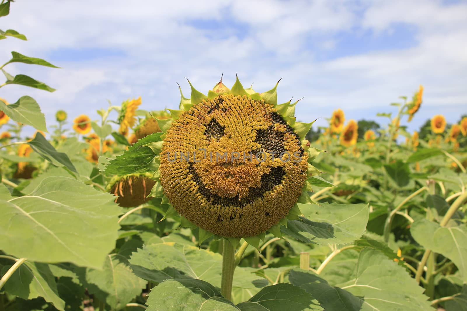 Smiley face of a sunflower, cheerful smile, . High quality photo