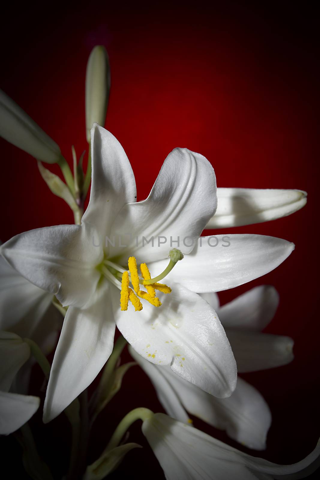 White lily flower by VIPDesignUSA