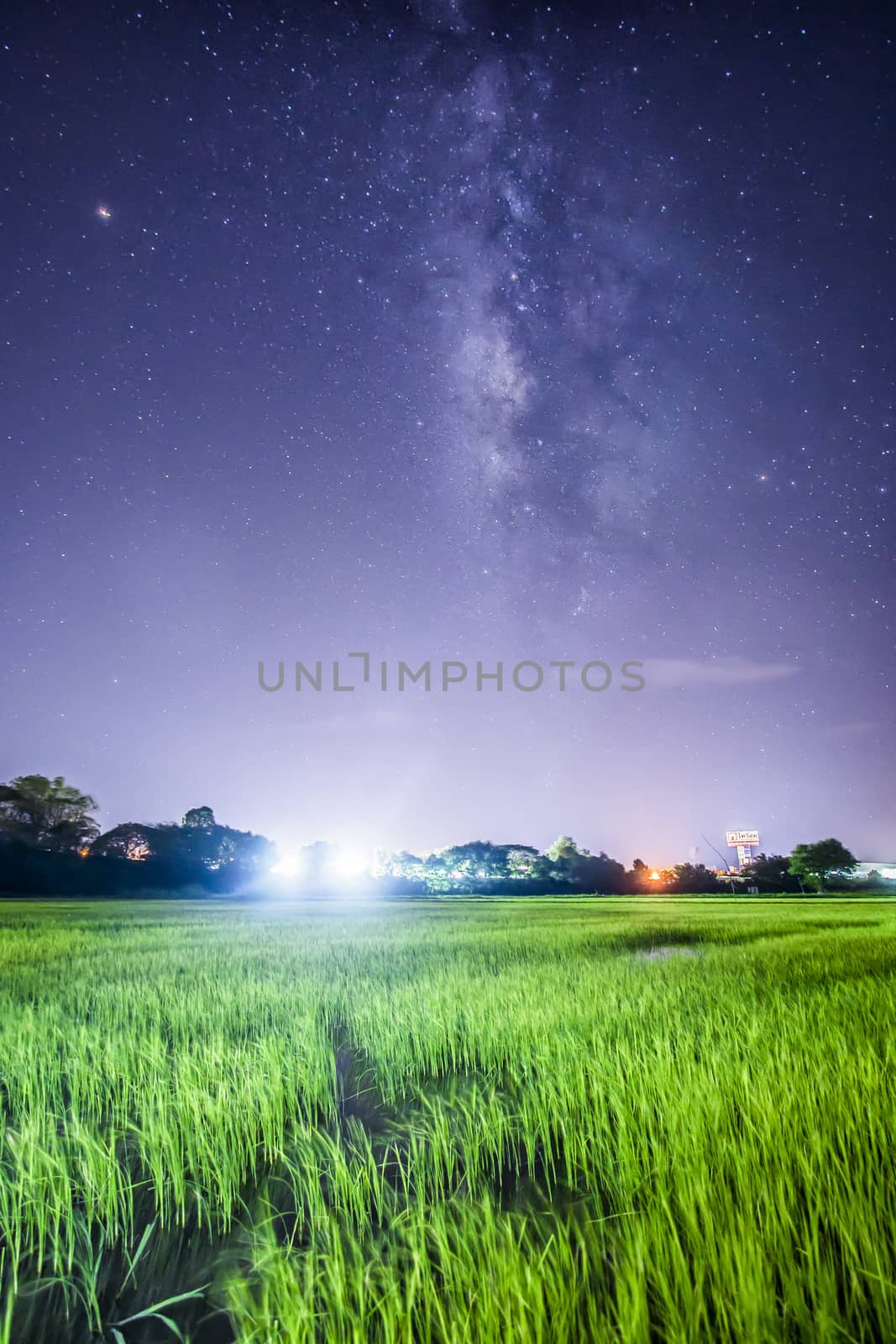 The Milky Way rises over rice field