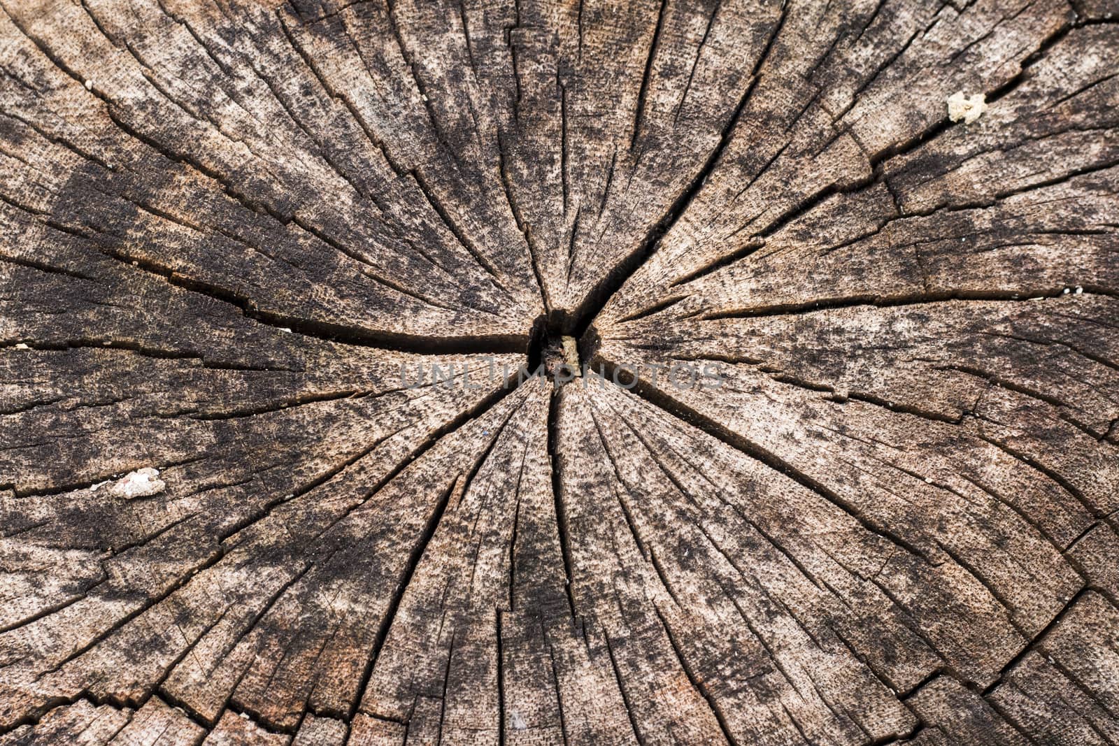 Dark brown tree trunk texture or background