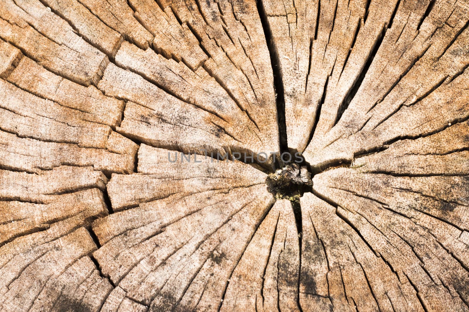  tree trunk texture or background