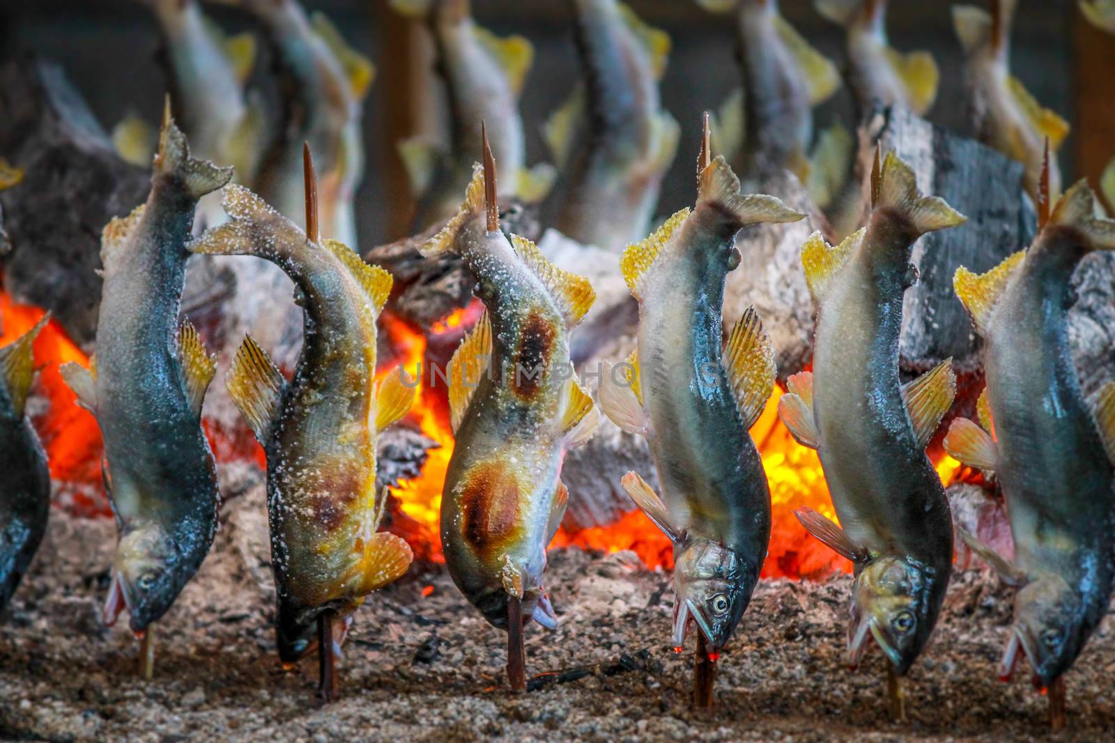 Fish Ayu with salt being charcoal broiled in Tochigi JAPAN.