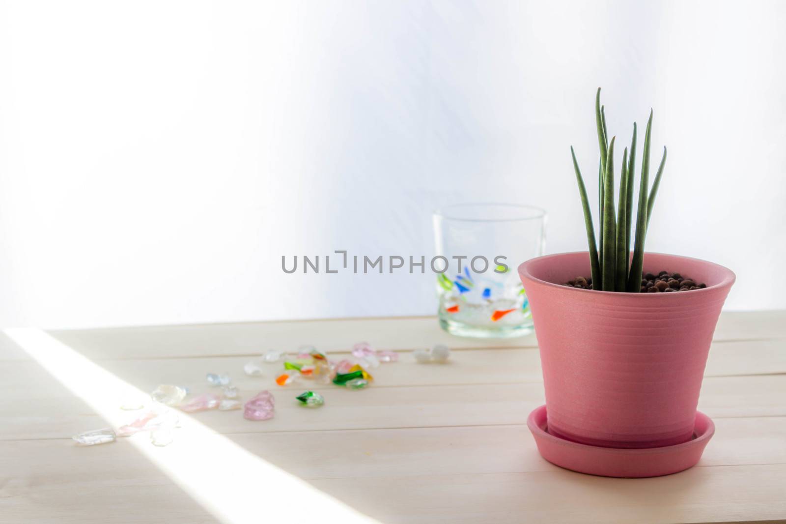 Sansevieria Stucky planted in a pink pot and Colored Glass cup on table at the window with sun light. by Umbrella