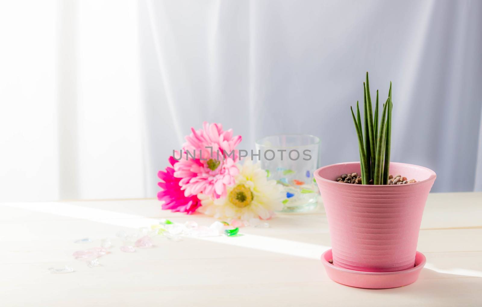 Sansevieria Stucky planted in a pink pot with gerbera on table at the window.