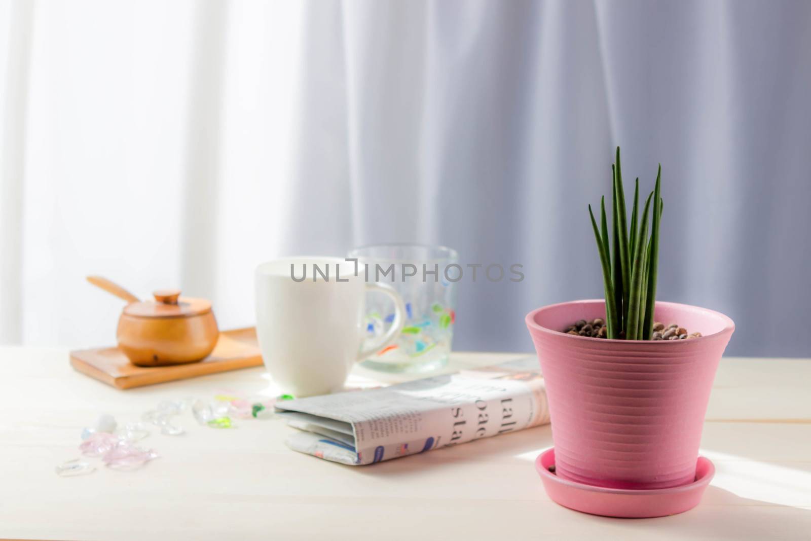 Coffee cup, Glass pieces,newspaper with Sansevieria Stucky planted in a pink pot on table at the window.