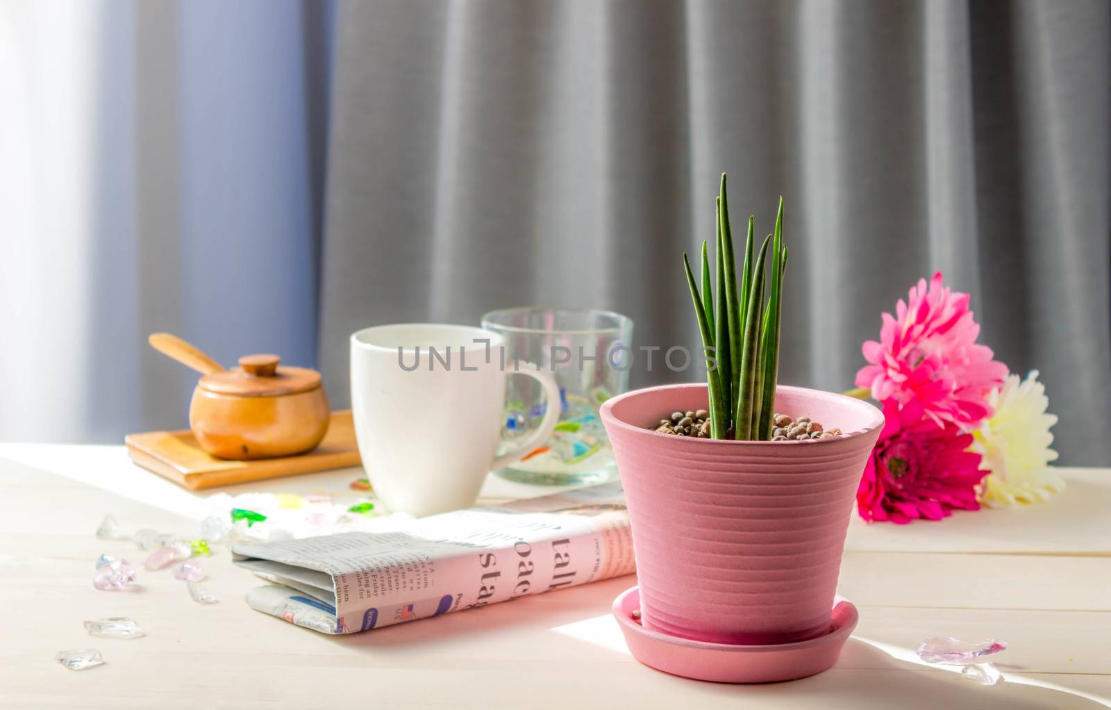 Coffee cup, Glass pieces,newspaper with Sansevieria Stucky planted in a pink pot on table at the window. by Umbrella