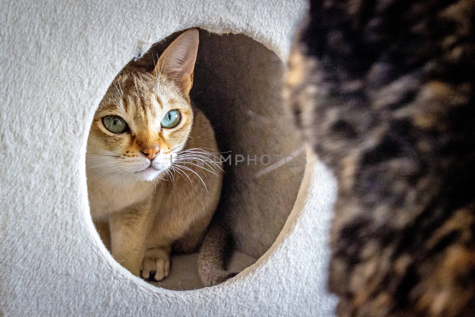 Singapura,A cat hiding in the cat house and looking out at another cat. by Umbrella