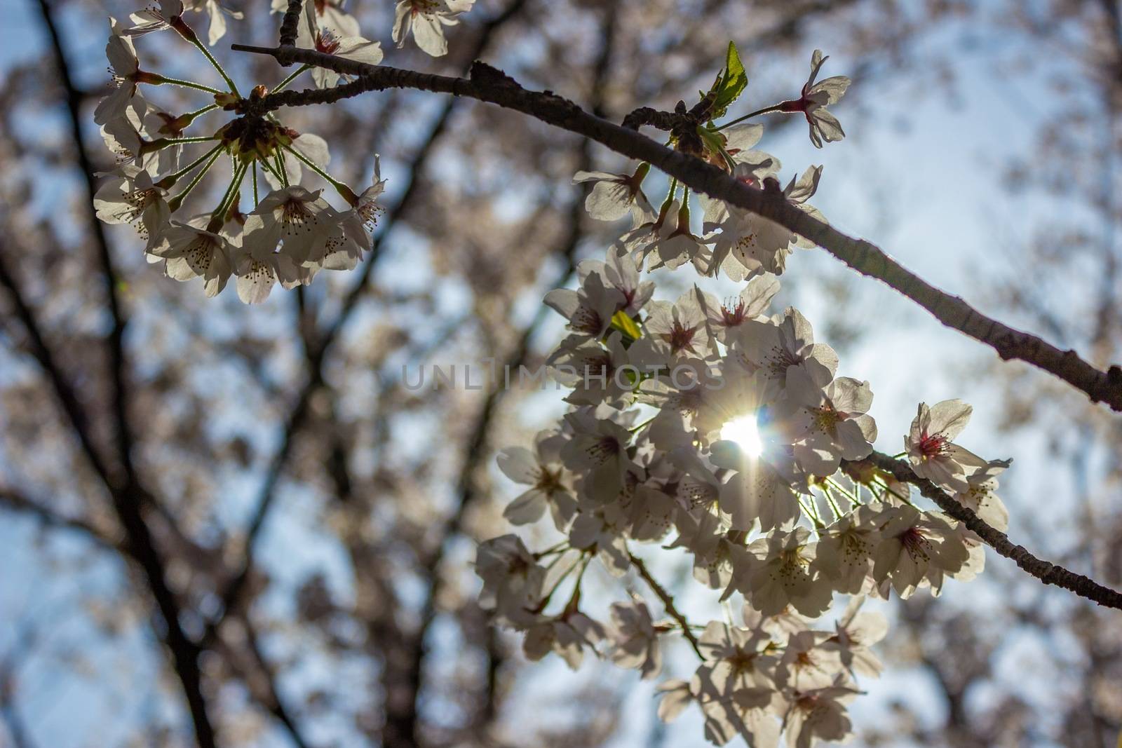 Cherry-blossoms,SOMEIYOSHINO in KANAGAWA JAPAN by Umbrella