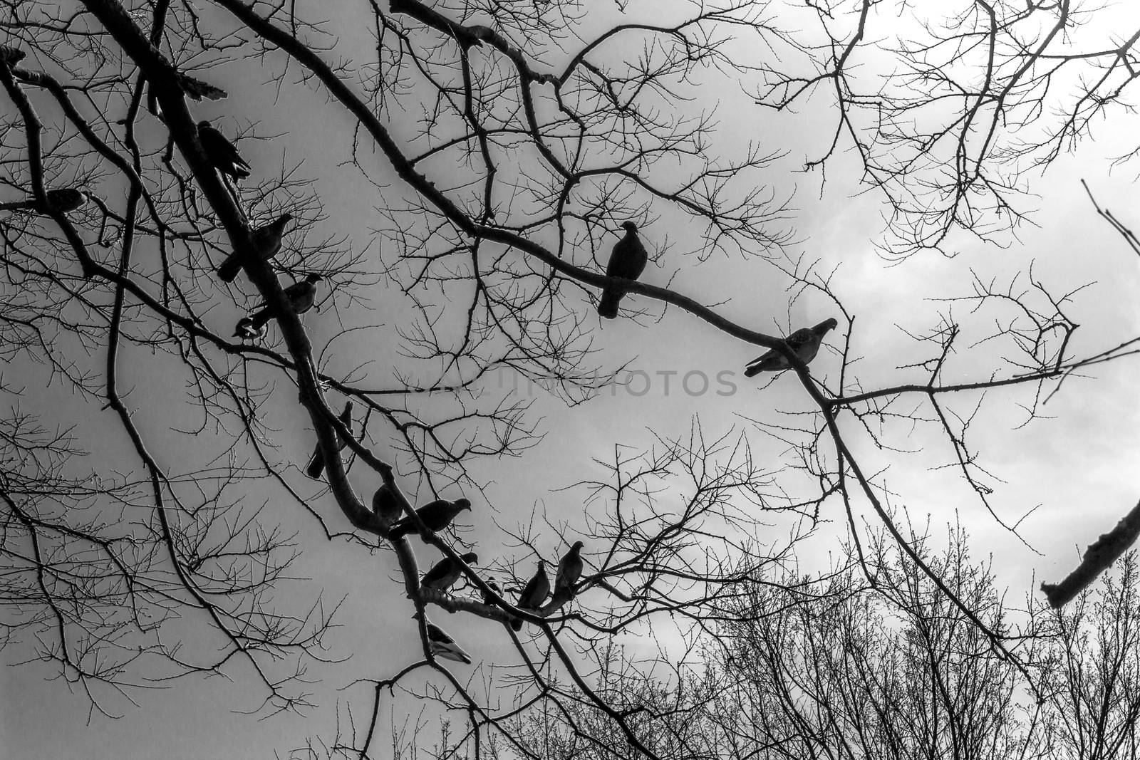 Spooky Dove Birds. by Umbrella