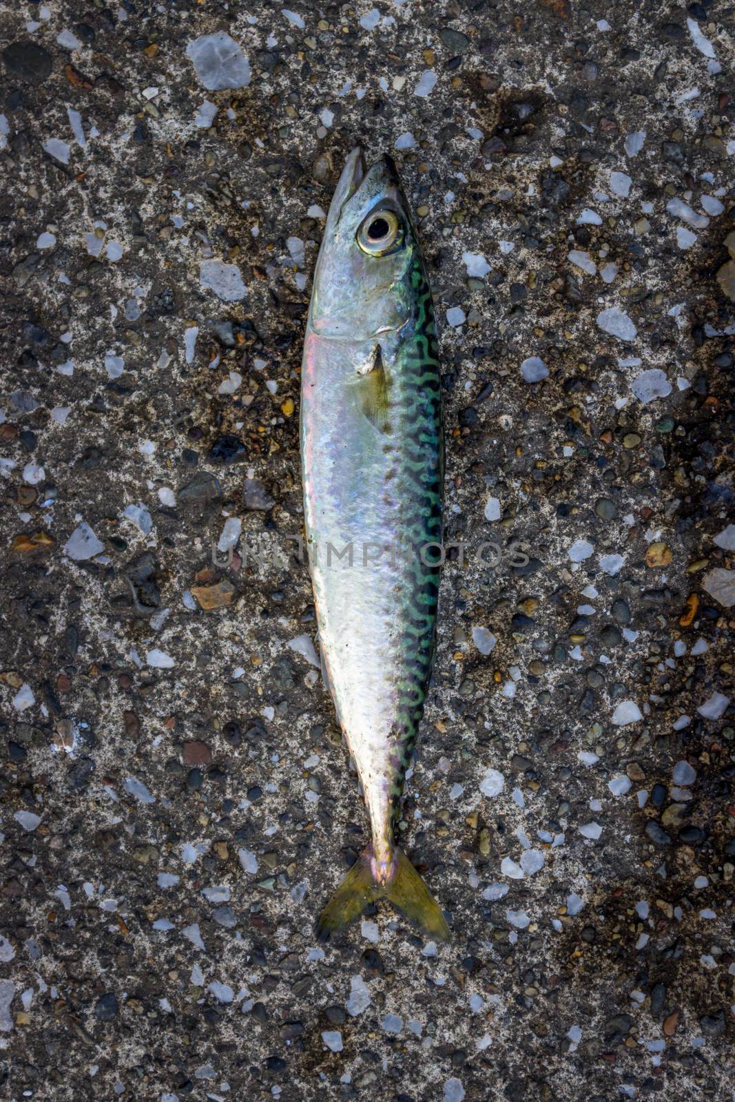 Japanese horse mackerel caught in Yokosuka City, Kanagawa, Japan. Horse mackerel is eaten baked or fried.
