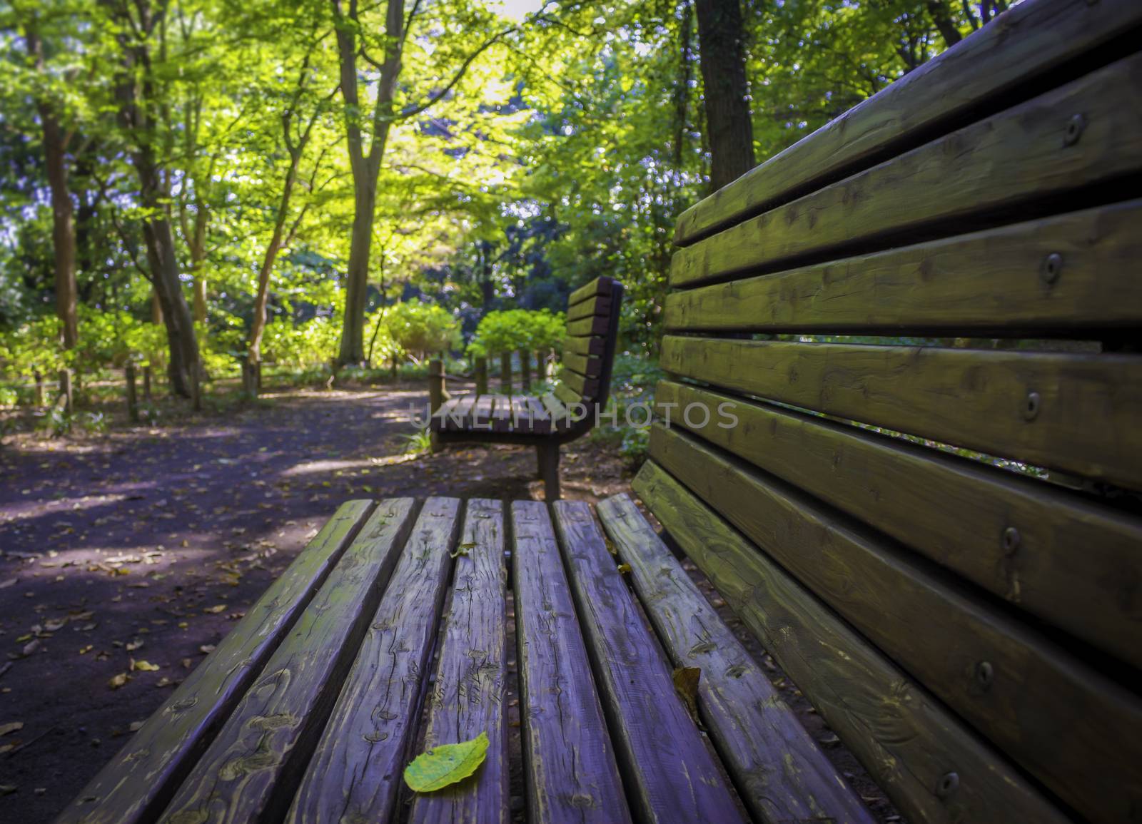 Lonely wooden bench at a park.Wood Benches and Park,in Japan by Umbrella