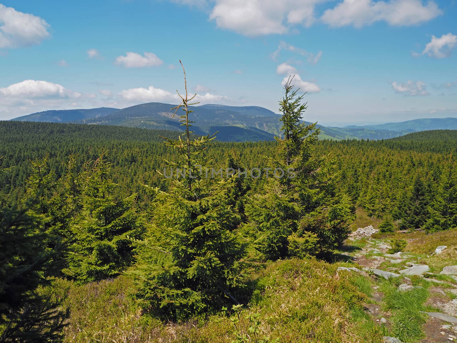 young spruce tree forest in Jeseniky mountain Czech Republic - summer blue sky