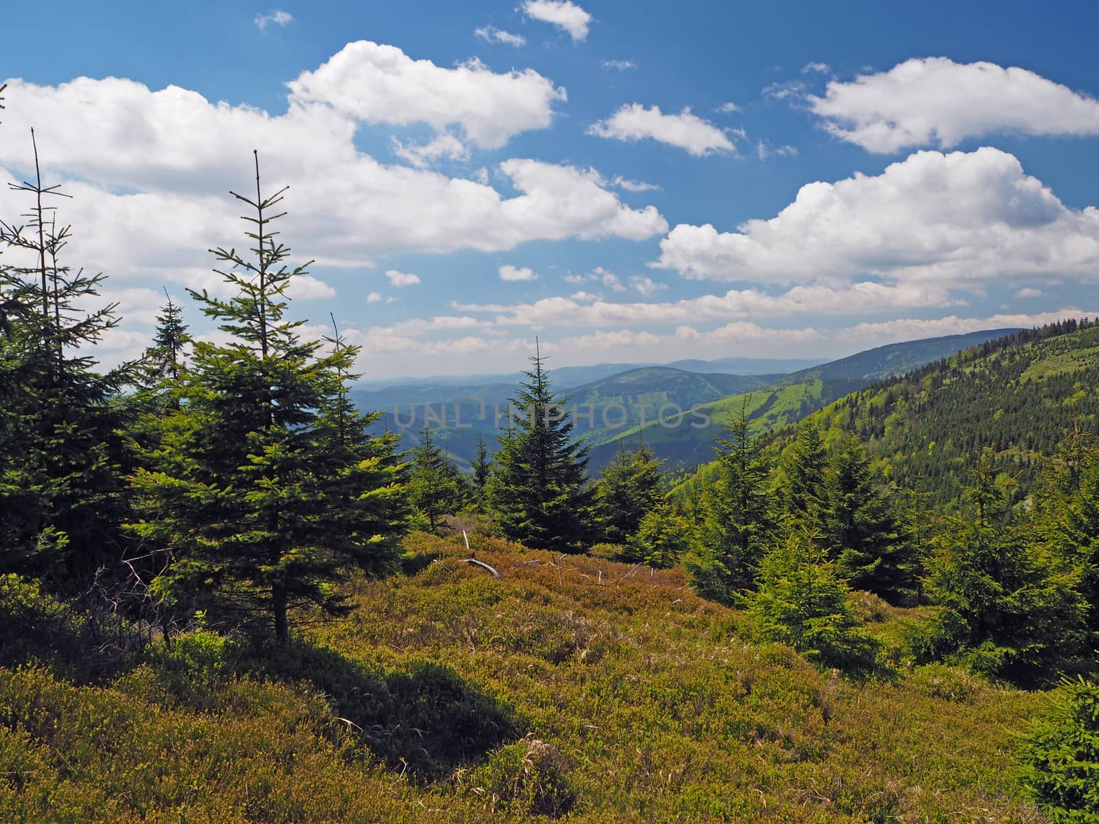 young spruce tree forest in Jeseniky mountain Czech Republic - summer blue sky white clouds