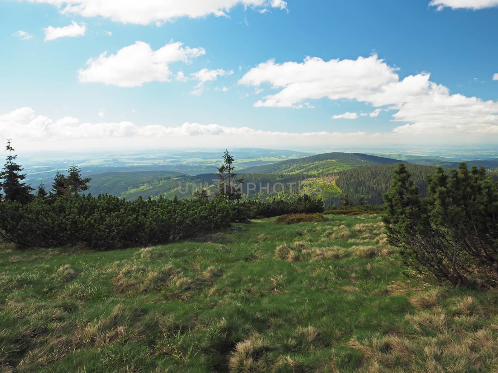 scrube pine tree and hills mountain view in Jeseniky with blue sky and white clouds