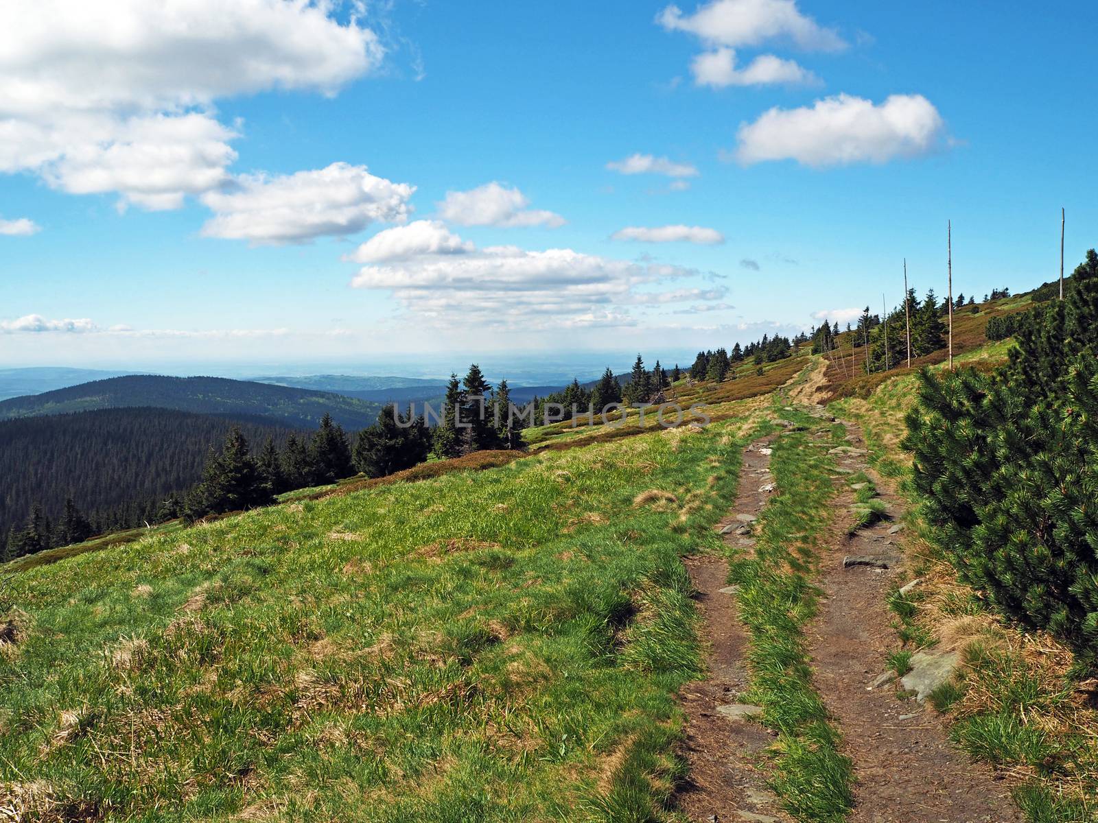 footpath in Jeseniky mountain grass, tree and blue sky and white clouds in Czech Republic