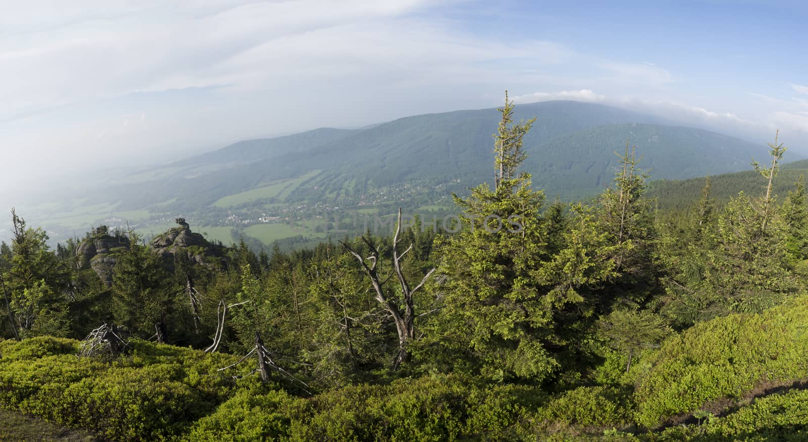 Jizera Mountains (jizerske hory) wide panorama, view from hill Frydlantske cimburi, Friedlander Zinne with lush green spruce forest and blue sky, white clouds background, springtime