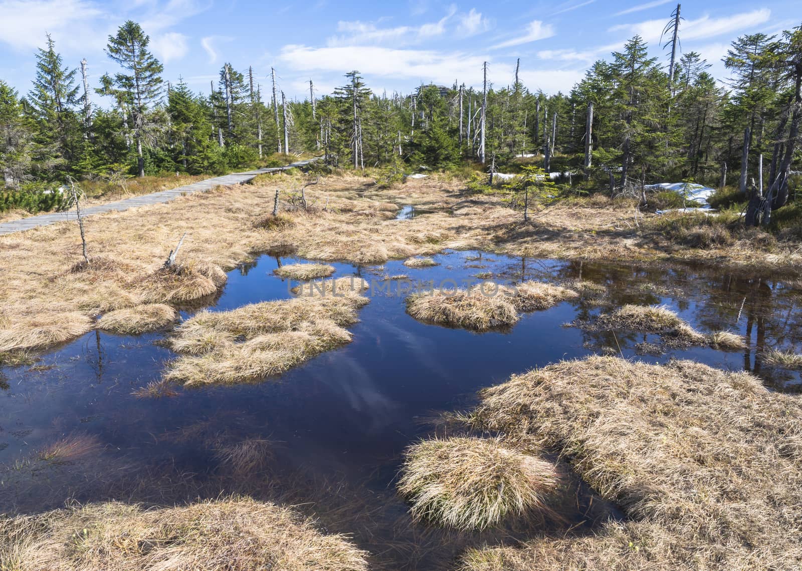 wooden footpath in Jizerske hory mountain in spring with lush green spruce tree forest and water puddles from melting snow at sunny day, blue sky background.
