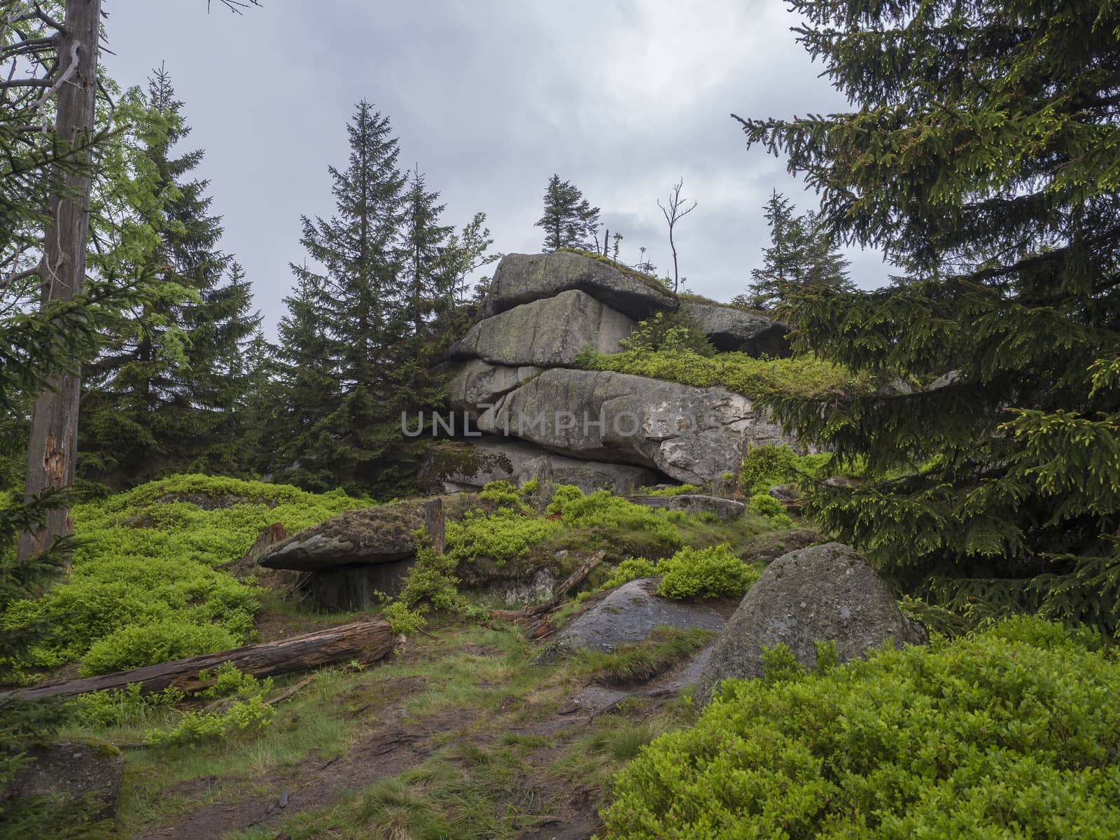 Jizera Mountains jizerske hory panorama, view from hill Frydlantske cimburi, Friedlander Zinne with lush green spruce forest and blue sky, white clouds background, springtime