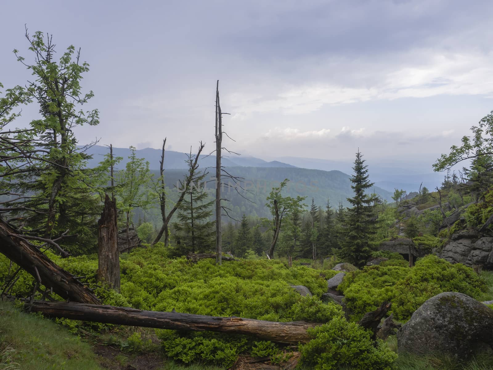 Jizera Mountains (jizerske hory) panorama, view from hill Frydlantske cimburi, Friedlander Zinne with lush green spruce forest, bare trees, boulders and blue sky, white clouds background, springtime