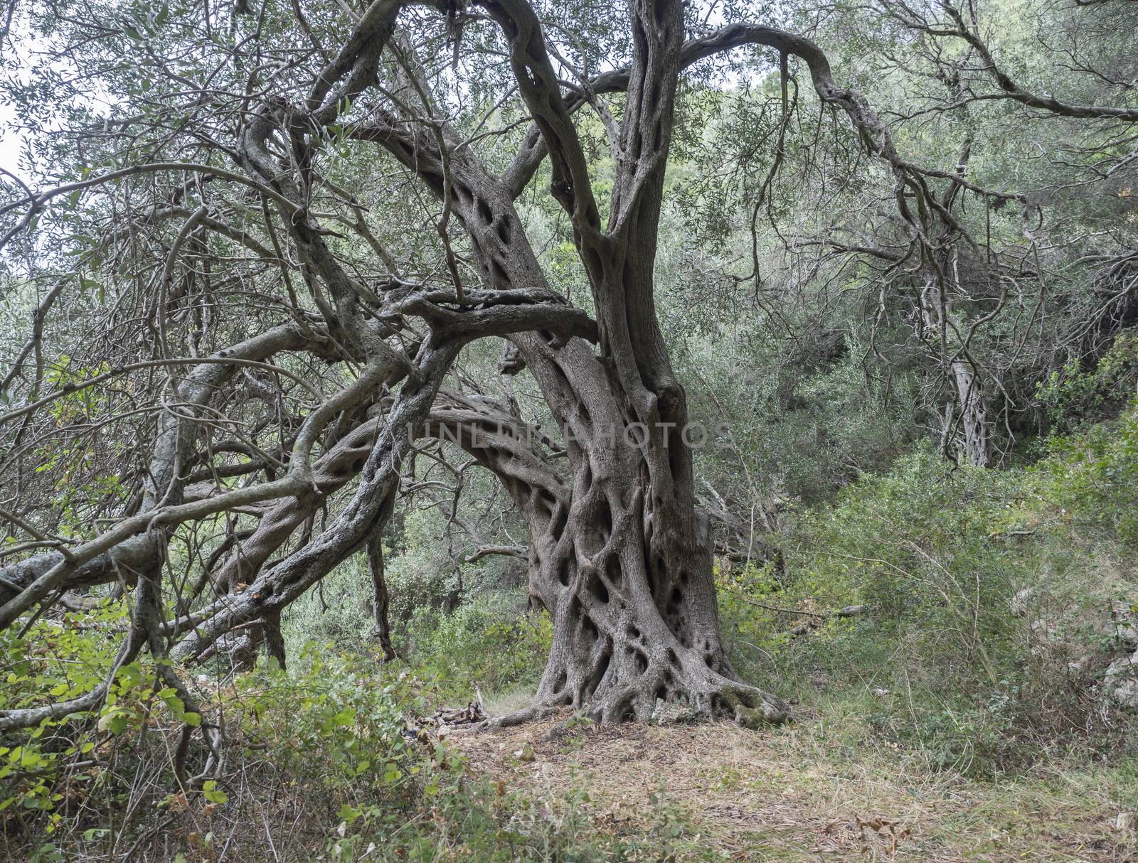 Mediterranean olive plantation with an old olive trees and stone wall. Picturesque landscape with twisted branches and roots, Corfu, Greece.