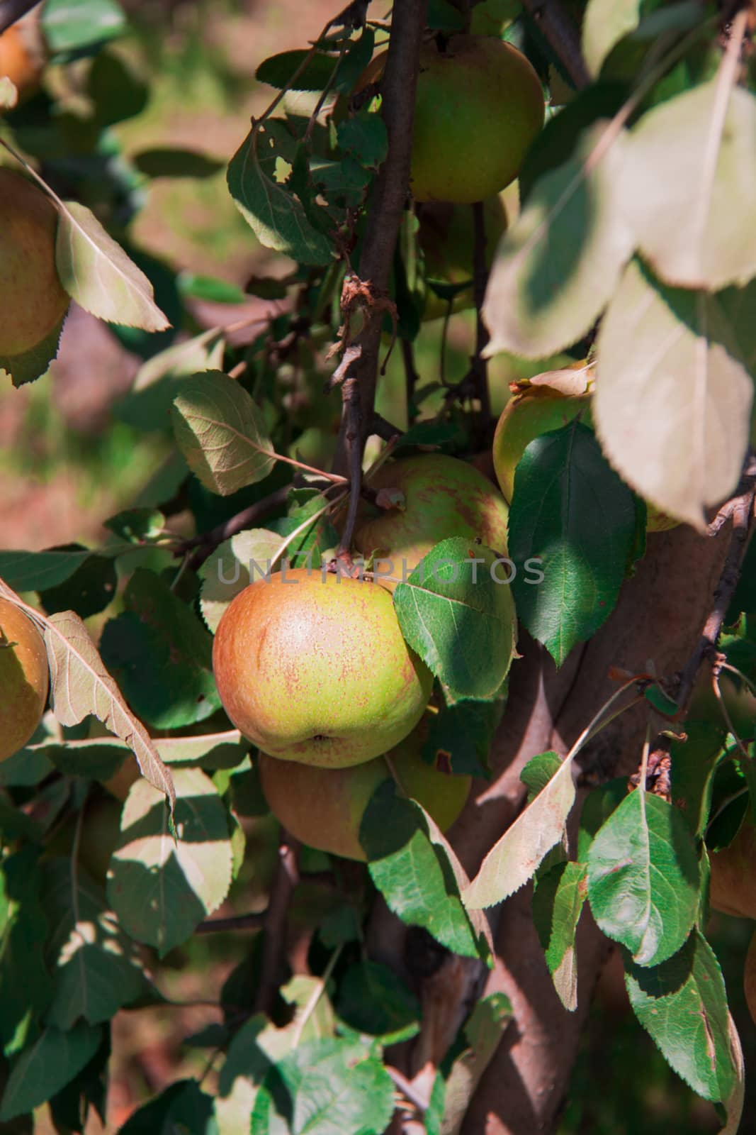 Apple tree with ripe apples growing in the garden