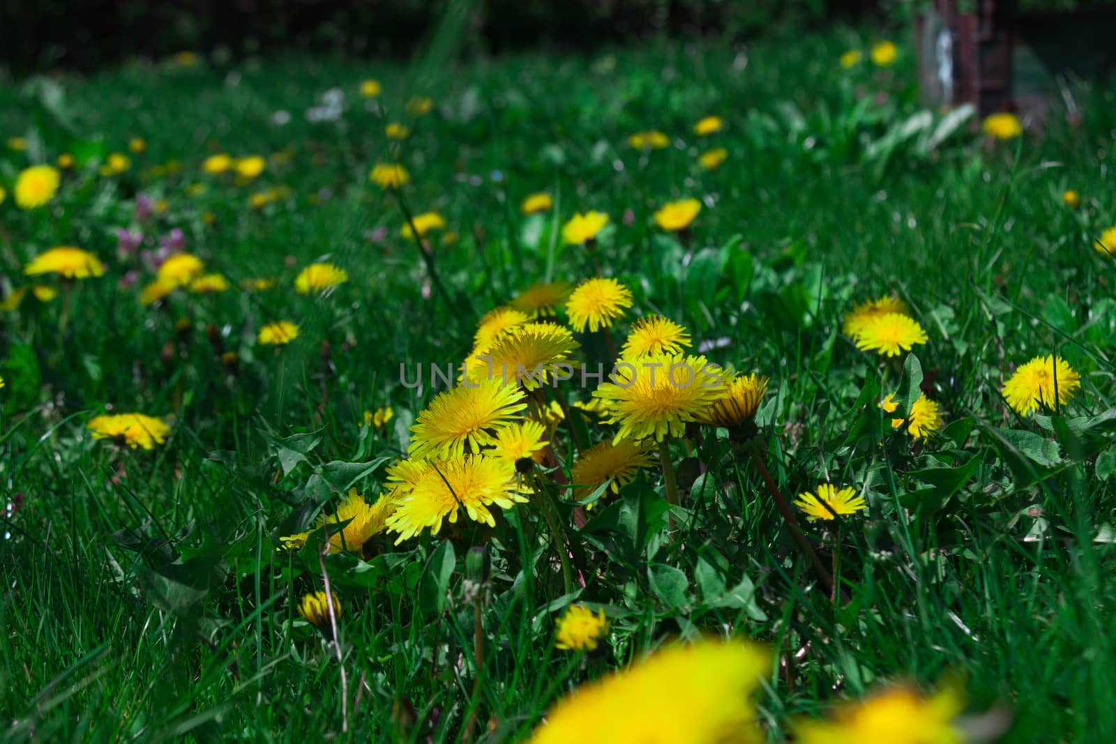 young dandelions grow in the meadow by client111