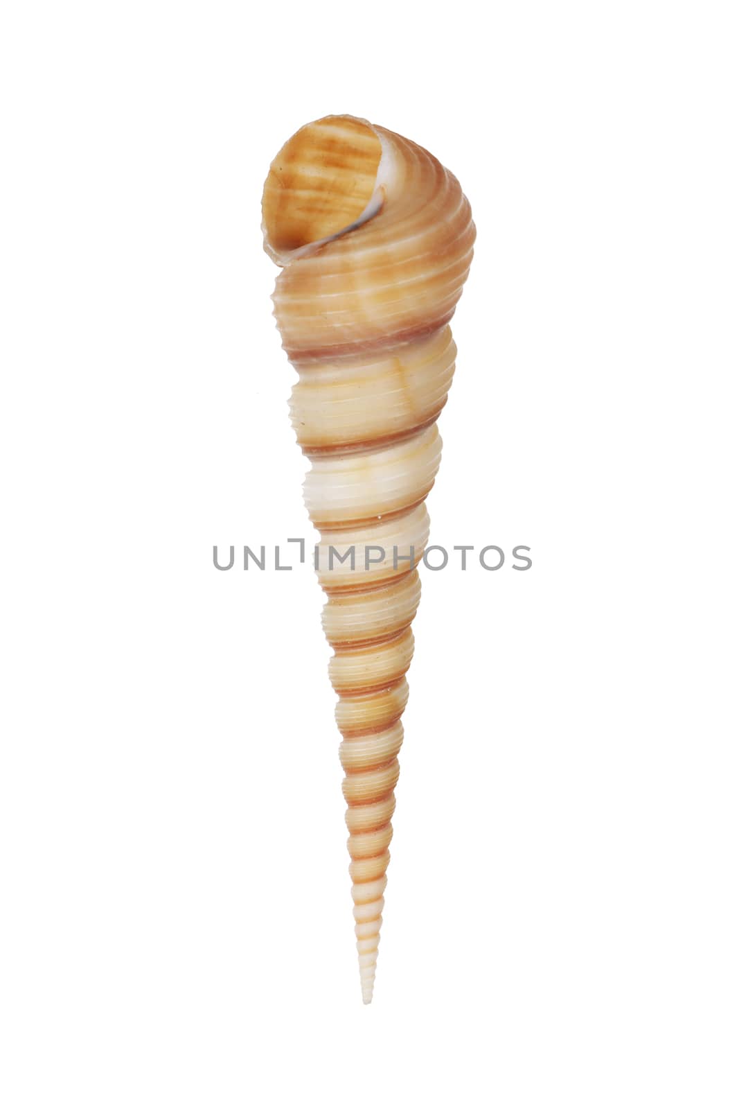 A Terebridae auger sea shell isolated on white with clipping path