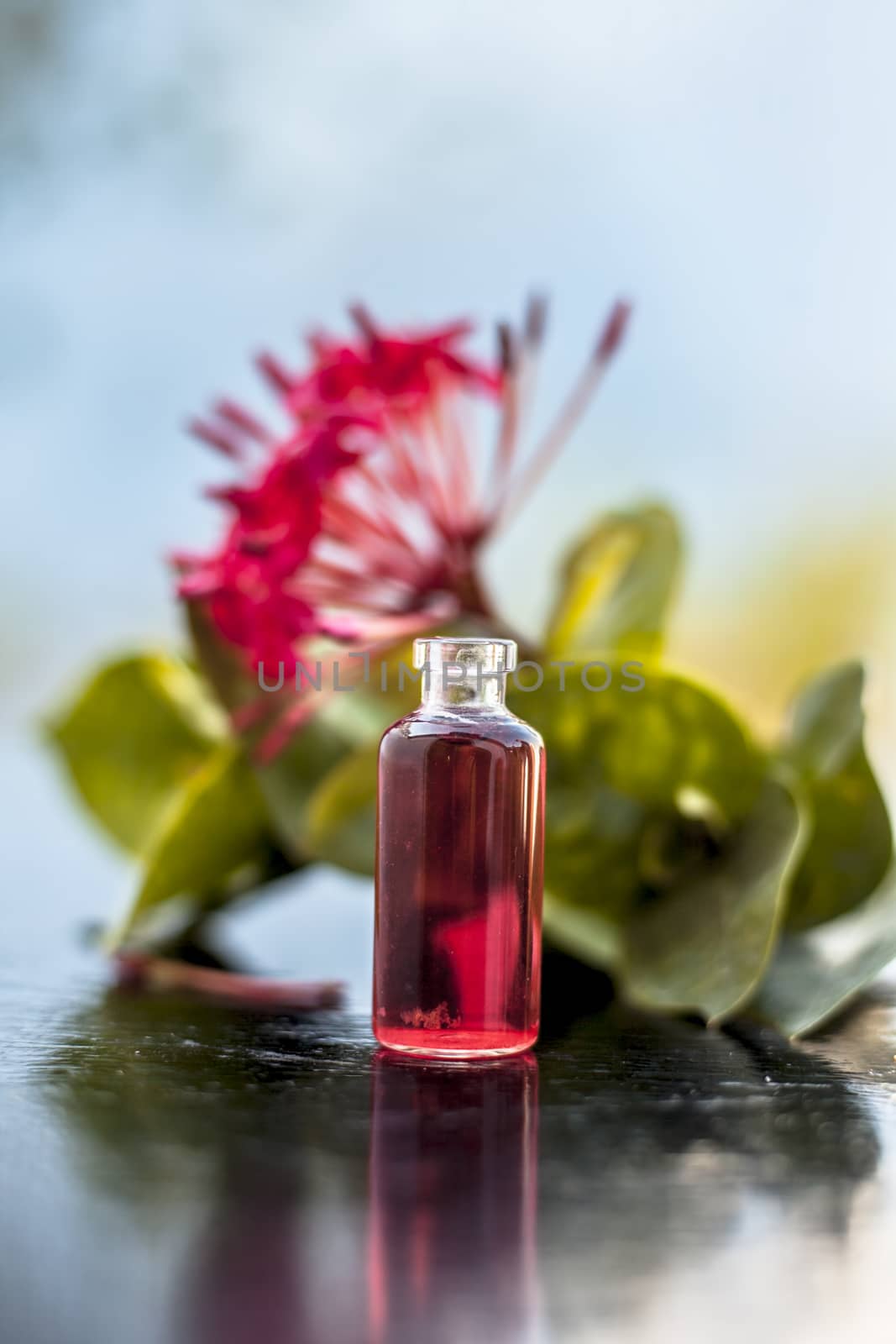 Red colored pentas flower or Egyptian Star Flower or jasmine on wooden surface with its extracted beneficial floral essence or essential oil in small transparent glass bottle.